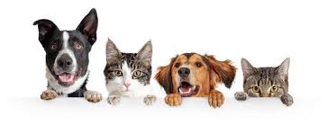 catsanddogs1.jpeg