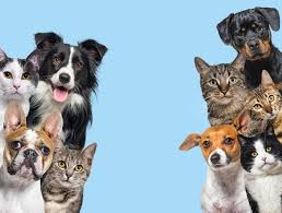 catsanddogs4.jpeg