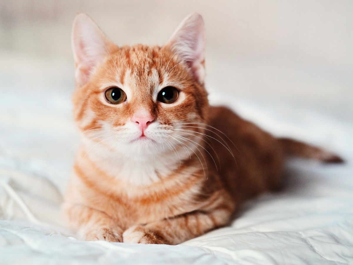 cat.jpeg