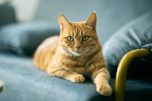 feline.jpeg