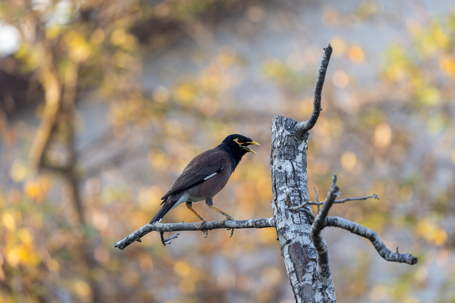 Common myna.jpeg
