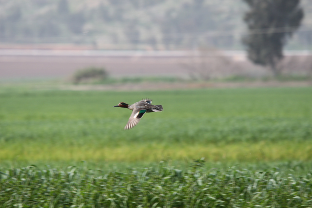 Eurasian teal.jpeg
