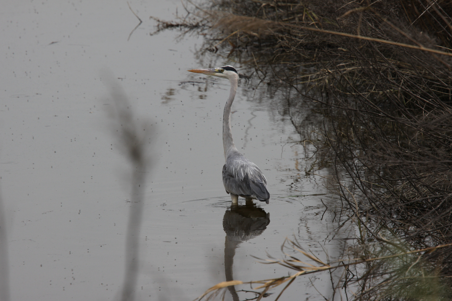 Grey heron.jpeg
