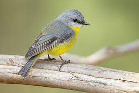 bird.jpeg