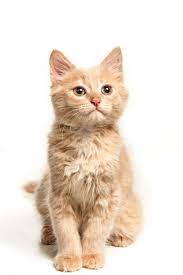 cat.jpeg