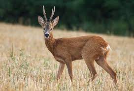 deer.jpeg