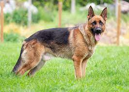 dog.jpeg