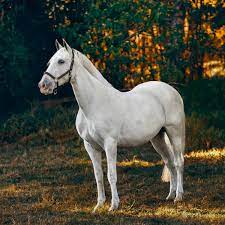 horse.jpeg