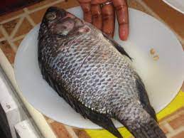 basfish3.jpeg