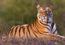 tiger.jpeg