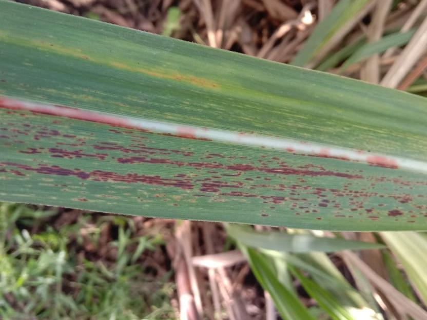 cropped_rust.jpeg