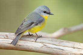 bird.jpeg