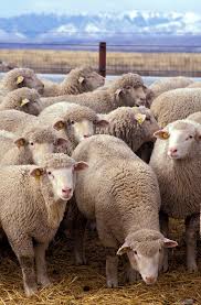 sheep.jpeg